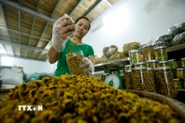 Sản xuất trà hoa cúc chi tại Thôn Nghĩa Trai. (Ảnh: Phạm Kiên/TTXVN)