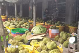 Vựa thu mua sầu riêng ở xã Long Tiên, tỉnh Đồng Tháp. (Ảnh Công Trí/TTXVN)