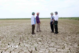 Hàng trăm ha lúa vụ Hè Thu “mất trắng” do ảnh hưởng của bão số 1 ở Quảng Trị. (Ảnh: Tá Chuyên/TTXVN)