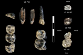 13 chiếc răng hóa thạch được tìm thấy tại khu khảo cổ Ledi-Geraru ở Ethiopia. (Nguồn: Đại học Nevada Las Vegas)