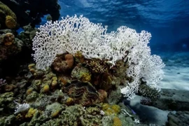 San hô tại Vịnh Eilat, miền Nam Israel. (Nguồn: INPA)