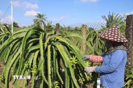 Nhà vườn xã Tân Thuận Bình, tỉnh Đồng Tháp chăm sóc thanh long. (Ảnh: Công Trí/TTXVN)