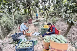 Xoài được thương lái thu mua, phân loại ngay tại vườn trước khi đưa đi tiêu thụ. (Ảnh: Thanh Sang/TTXVN)
