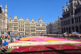 Những mảng màu rực rỡ của Thảm Hoa Brussels 2026 dần hiện ra trên Quảng trường lớn. (Ảnh: Lan Anh-Duy Tùng/TTXVN)