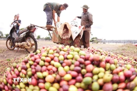 Nông dân Gia Lai thu hoạch càphê. (Ảnh: Vũ Sinh/TTXVN)