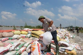Nhân dân đang nỗ lực xúc cát, đắp đê. (Ảnh: Thanh Thương/TTXVN)