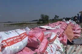 Lực lượng chức năng cùng nhân dân huy động vật tư, phương tiện, trang thiết bị khẩn cấp đắp đê sông Cầu để chống tràn vì nước lũ tiếp tục dâng cao. (Ảnh: Quốc Lũy/TTXVN)