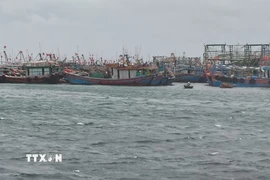 Nhiều phương tiện đã được đưa vào âu thuyền an toàn. (Ảnh: TTXVN phát)