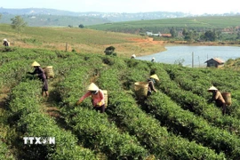 Thu hoạch chè búp tươi tại xã Đam Bri, thành phố Bảo Lộc. (Ảnh: Huy Hùng/TTXVN)
