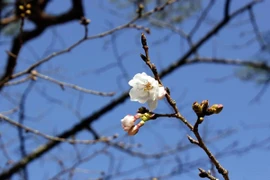 Hoa anh đào bắt đầu nở ở thành phố Kochi. (Nguồn: The Japan News)