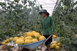 (Ảnh minh họa. Nguồn: TTXVN)