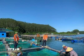 Chằng chống lồng bè và sơ tán người dân lên bờ tránh bão. (Ảnh: TTXVN phát)