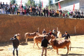 Hội thi Bò đẹp lần thứ nhất ở Phố Bảng (Tuyên Quang) thu hút hàng nghìn người dân và du khách đến xem. (Ảnh: Đức Thọ/TTXVN)