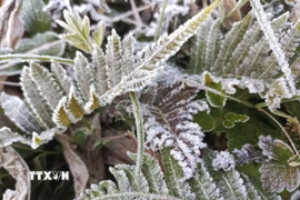 Sương muối tạo thành lớp băng mỏng trên cây cối. (Ảnh: Đức Thọ/TTXVN)