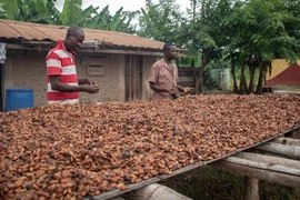 Nông dân phơi hạt ca cao ở Kunsu, Ghana. (Nguồn: UNCTAD)