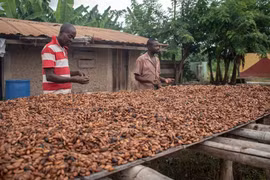 Nông dân phơi hạt ca cao ở Kunsu, Ghana. (Nguồn: UNCTAD)