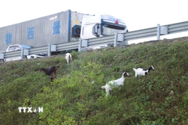 Không ít tài xế đã phải bật tín hiệu cảnh báo để giảm vận tốc, bóp còi inh ỏi khi nhận thấy đàn dê di chuyển sát mép đường cao tốc. (Ảnh: Xuân Tiến/TTXVN)