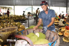 Người trồng chấp nhận bán mít cho kho đông lạnh với giá rẻ để bù lại phần nào chi phí đầu tư. (Ảnh: Hữu Chí/TTXVN)