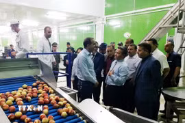 Đoàn công tác của Đại sứ quán Việt Nam tại Algeria thăm một doanh nghiệp địa phương tại tỉnh Médéa ,cách thủ đô Algiers gần 100km về phía Nam. (Ảnh: Tấn Đạt/TTXVN)
