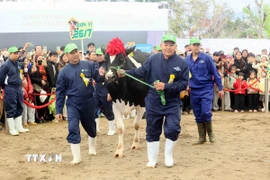 Hội thi hoa hậu bò sữa Mộc Châu năm 2026. (Ảnh: Quang Quyết/TTXVN)