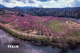 Từ trên cao, vườn anh đào được quy hoạch thành từng hàng, hài hòa với cảnh quan thiên nhiên hồ Pá Khoang. (Ảnh: Xuân Tư/TTXVN)