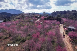 Nhìn từ trên cao, đảo hoa được nhuộm một màu hồng của hoa anh đào. (Ảnh: Xuân Tư/TTXVN)