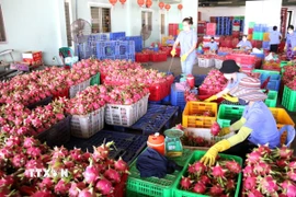 Nhiều lô hàng thanh long bị mắc kẹt vì thiếu giấy tờ theo chuẩn EU. (Ảnh: Hồng Hiếu/TTXVN)