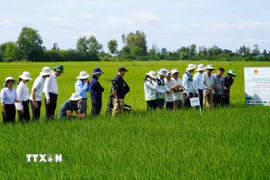 Lãnh đạo Trung tâm Khuyến nông Quốc gia cùng cán bộ khuyến nông cộng đồng tham quan mô hình canh tác lúa chất lượng cao, phát thải thấp tại An Giang. (Ảnh: Văn Sĩ/TTXVN)