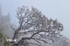 Băng giá phủ trắng từng ngọn cây trên đỉnh Fansipan. (Ảnh: TTXVN phát)