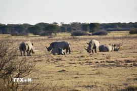 Tê giác trắng tại khu bảo tồn tê giác Khama ở Serowe, Botswana. (Ảnh: THX/TTXVN)