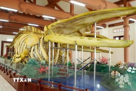 Nhà trưng bày 2 bộ xương Cá Ông Lăng Tân là địa điểm tham quan du lịch nổi tiếng của Đặc khu Lý Sơn. (Ảnh: Lê Phước Ngọc/TTXVN)