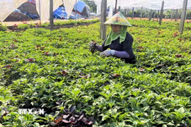 Thành viên Hợp tác xã rau an toàn Tứ Xã, Lâm Thao (Phú Thọ) chăm sóc rau. (Ảnh: TTXVN phát)