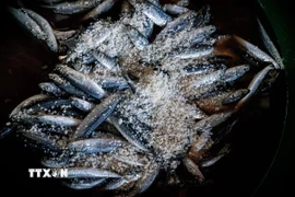 Mực được hấp trên lò khoảng 15-20 phút. (Ảnh: Khánh Hòa/TTXVN)