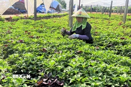 Thành viên Hợp tác xã rau an toàn Tứ Xã, Lâm Thao (Phú Thọ) chăm sóc rau. (Ảnh: TTXVN phát)