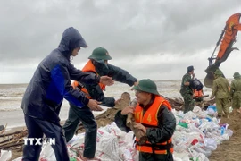 Lực lượng vũ trang vận chuyển cọc gỗ để gia cố tuyến đê Hội Thống (xã Đan Hải). (Ảnh: Hữu Quyết/TXVN)