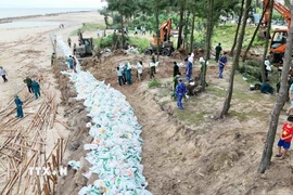 Lực lượng chức năng sử dụng bao cát để gia cố đê Hội Thống. (Ảnh: Hữu Quyết/TTXVN)