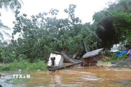 Gió lớn quật đổ cây xanh tại khu vực cửa biển Lạch Vạn (xã Diễn Châu, tỉnh Nghệ An). (Ảnh: Xuân Tiến/TTXVN)