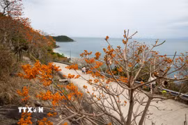 Sắc đỏ cam hoa ngô đồng giữa núi rừng và biển đảo Cù Lao Chàm. (Ảnh: Xuân Quý/TTXVN)