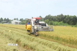 Do thời tiết mưa nhiều nên giá dịch vụ cắt lúa ở những thửa ruộng bị ngã đổ tăng thêm, khoảng 270.000 đồng/công, ảnh hưởng đến thu nhập của người trồng lúa. (Ảnh: Thu Hiền/TTXVN)