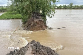 Nước tràn vào trong cồn Sơn qua đoạn đê bao bị vỡ. (Ảnh: Thanh Liêm/TTXVN)