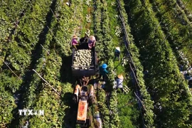 Nông dân xã Ba Gia, tỉnh Quảng Ngãi thu hoạch dưa được trồng theo tiêu chuẩn nông nghiệp sạch. (Ảnh: Hải Âu/TTXVN)