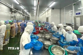 Chế biến thủy sản xuất khẩu sang thị trường châu Âu và Nhật Bản. (Ảnh: Hoa Mai/TTXVN)