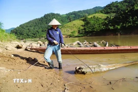 Người vớt gỗ tháo rời thân cây gỗ lớn ra khỏi mảng kết, cột dây cáp vào một đầu và điều chỉnh thân gỗ theo hướng kéo của máy tời đặt trên cao. (Ảnh: Xuân Tiến/TTXVN)