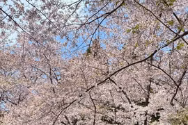 Nhật Bản: Hoa mận nở rộ ở Hokkaido