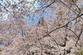 Nhật Bản: Hoa mận nở rộ ở Hokkaido