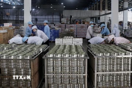Sản xuất chế biến cá hộp xuất khẩu tại nhà máy thực phẩm đóng hộp KTC, Công ty cổ phần thương mại Kiên Giang. (Ảnh: Lê Huy Hải/TTXVN)