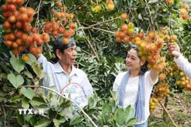 Du khách tìm hiểu kỹ thuật chăm sóc cây tại vườn chôm chôm ở phường Bình Lộc, thành phố Đồng Nai. (Ảnh: Lê Xuân/TTXVN)