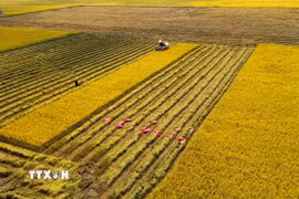 Nông dân Tây Ninh thu hoạch lúa chất lượng cao phục vụ liên kết tiêu thụ theo chuỗi giá trị, góp phần thực hiện mục tiêu nâng tỷ lệ lúa chất lượng cao đạt 80-85% tổng sản lượng vào năm 2030. (Ảnh: Bùi Giang/TTXVN)