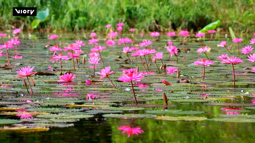 Tam Coc-lila – En magisk målning i hjärtat av Ninh Binh