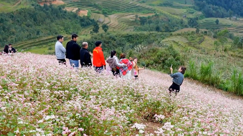 Tam giác mạch vào mùa, Tuyên Quang trở thành điểm check-in hút khách Tam giác mạch vào mùa, Tuyên Quang trở thành điểm check-in hút khách